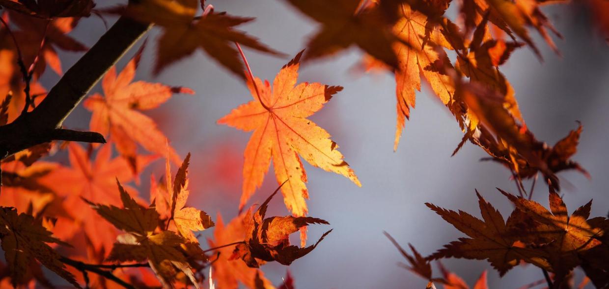 maple-1415541-1920