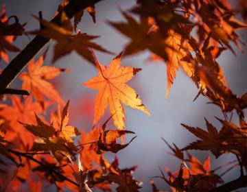 maple-1415541-1920